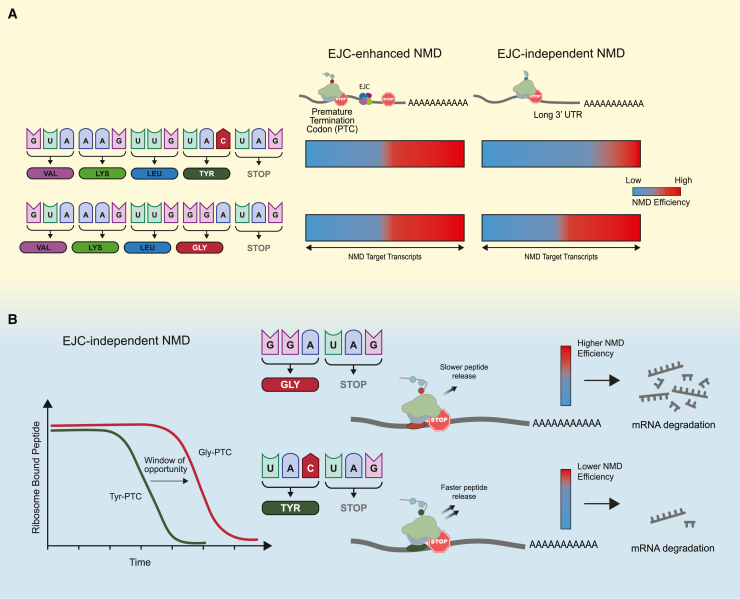 Stop codon context modulates NMD efficiency through translation termination kinetics.