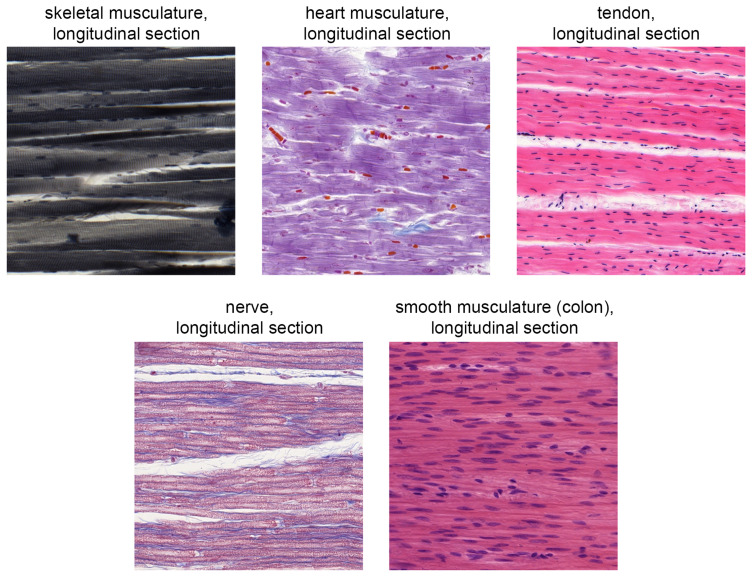 Microscopy without a microscope? Opportunities and limitations of dental studies in anatomy during the COVID-19 pandemic in Germany.