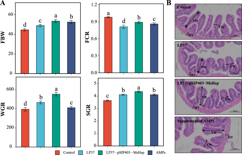Construction and evaluation of recombinant Lactobacillus plantarum expressing Micropterus salmoides hepcidin.