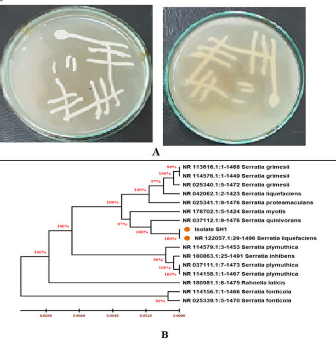 Protease production by Serratia liquefaciens NRC1 using fish gut waste as a sustainable approach to antimicrobial peptide generation and combating Candida auris acquired resistance.