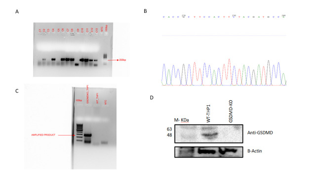 Protocol for Generation of Single-Gene Knockout in Hard-to-Transfect THP1 Cell Lines Using CRISPR/Cas9.