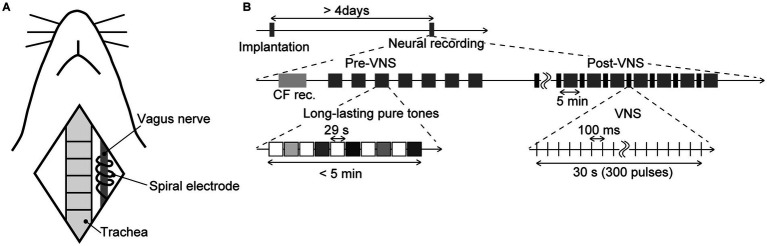 Vagus nerve stimulation modulates information representation of sustained activity in layer specific manner in the rat auditory cortex.