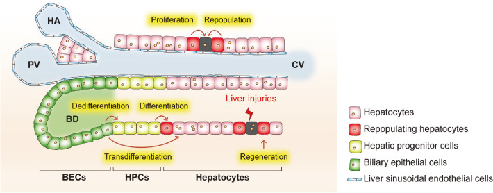 Triggering Mechanisms of Hepatocyte Repopulation during Liver Regeneration.