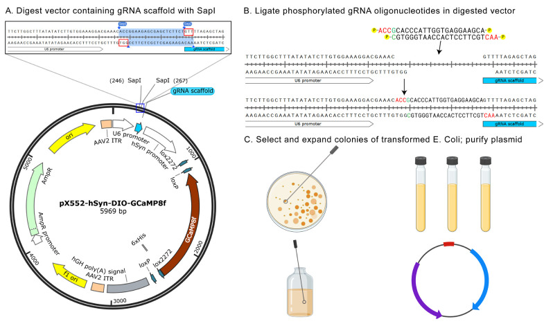 An Alternative Gene Editing Strategy Using a Single AAV Vector.