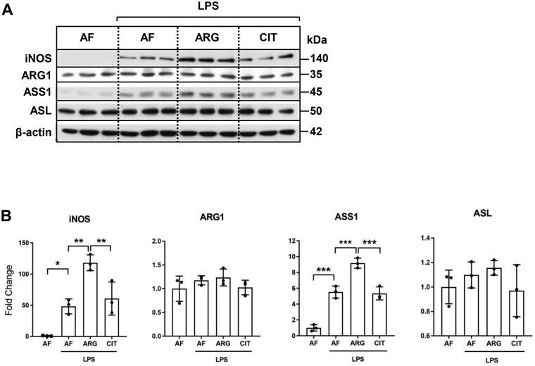 Exogenous arginine differentially regulates inflammatory cytokine and inducible nitric oxide synthase expression in macrophages.