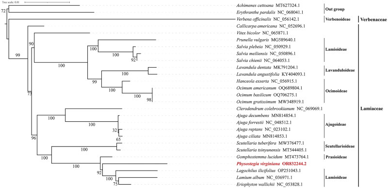Complete chloroplast genome structural and phylogenetic analysis of <i>Physostegia virginiana</i> (L.) Benth. 1930 (Lamiaceae).