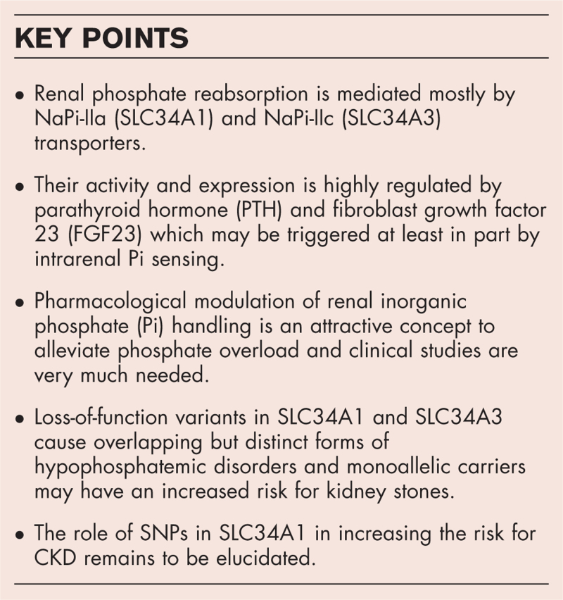 Updates on renal phosphate transport.
