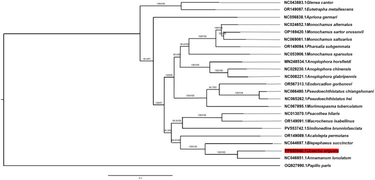 The complete mitochondrial genome of <i>Uraecha angusta</i> Pascoe, 1856 (Coleoptera: Cerambycidae) and its phylogenetic analyses.