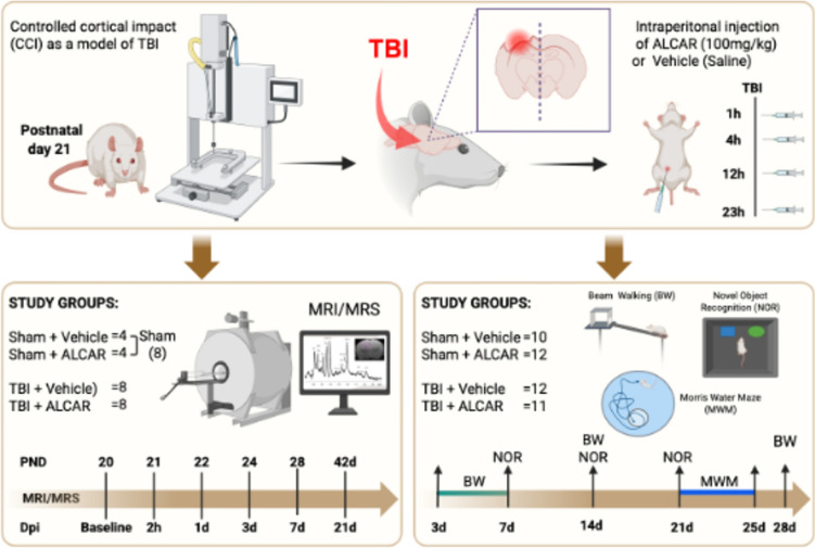 Longitudinal Brain Structural, Neurochemical, and Behavioral Changes Following Traumatic Brain Injury in Immature Rat Brain with ALCAR Treatment