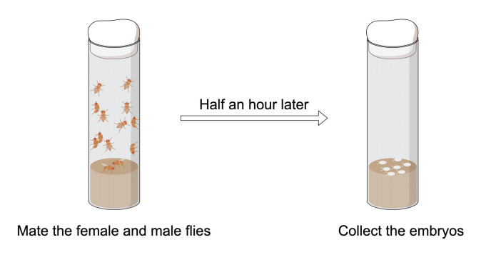 Live Cell Imaging to Monitor Axonal Pruning in <i>Drosophila</i> Motor Neurons.
