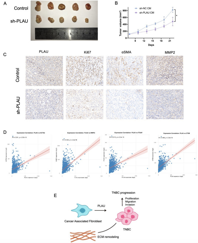 Stromal PLAU mediates tumor progression and informs a novel therapeutic target in triple-negative breast cancer.