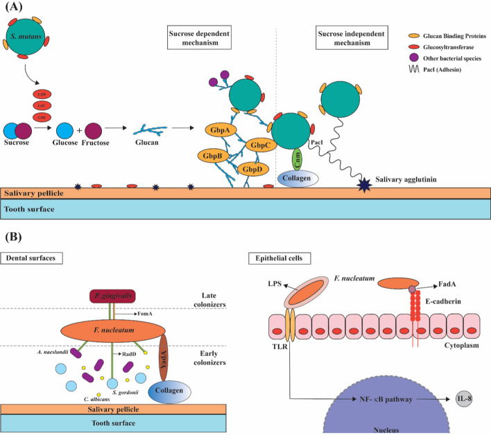 Biofilms and oral health: nanotechnology for biofilm control.