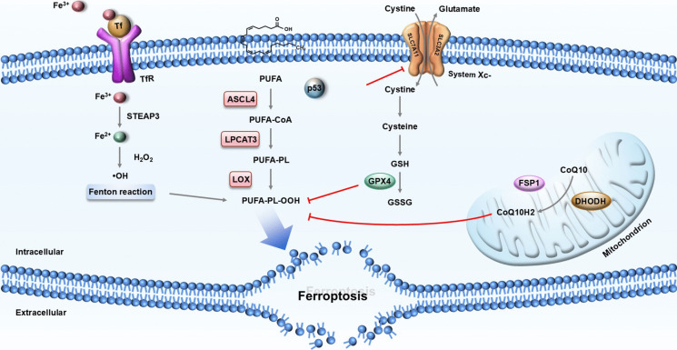 Intersection of ferroptosis and nanomaterials brings benefits to breast cancer.