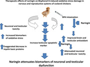 Therapeutic Effects of Naringin on Bisphenol A-Induced Oxidative Stress Damage in Nervous and Reproductive Systems of Cockerel Chickens.