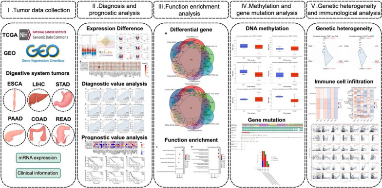 Epigenetic regulation of TNNT1 in gastrointestinal cancers prognostic implications and clinical significance.