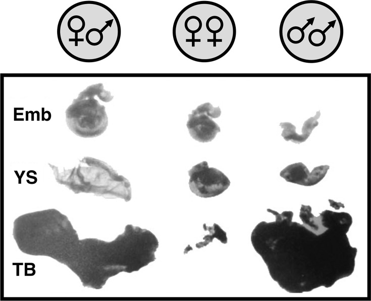 Epigenetics, human imprintome, and chronic diseases.