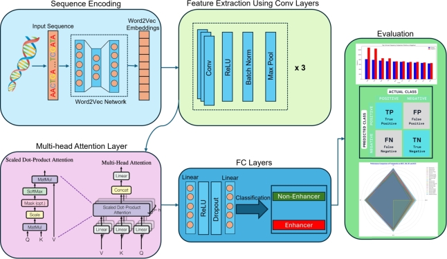 AttnW2V-Enhancer: Leveraging attention and Word2Vec for enhanced enhancer prediction.