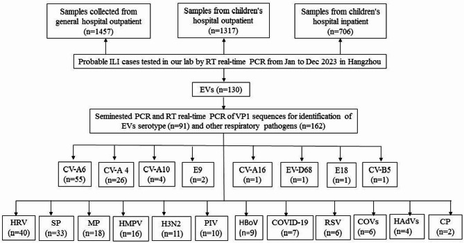 Molecular epidemiology, coinfection, and diversity of enteroviruses detected in respiratory samples collected from patients with influenza-like illness in Hangzhou, China, in 2023.