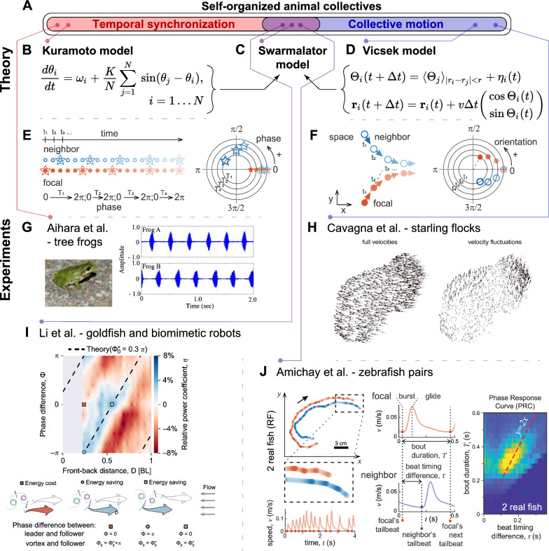 On the integration of collective motion and temporal synchrony in animal collectives.