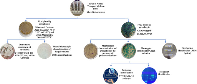 Can chlorhexidine gluconate baths reduce fungal colonisation in intensive care unit patients?