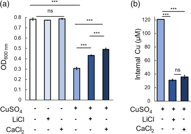 Prokaryotic mechanosensitive channels mediate copper influx.