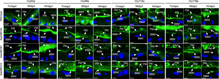 ABC transporters knockout in Aedes aegypti induces upregulation of paralogous genes, avoiding resistance development to Bacillus thuringiensis Cry toxins.