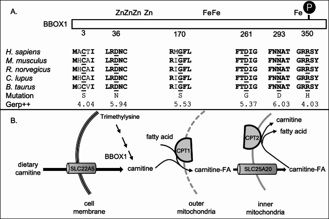Patients with anorexia nervosa have an increased burden of rare, damaging mutations in the BBOX1 gene.