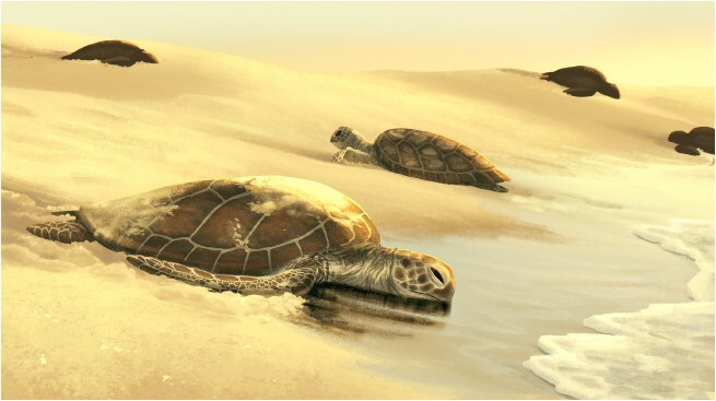 Decoding the energetic trade-offs in green turtle reproduction.