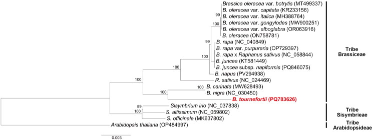 Chloroplast genome sequencing and phylogenetic analysis of <i>Brassica tournefortii</i> Gouan (Brassicaceae).