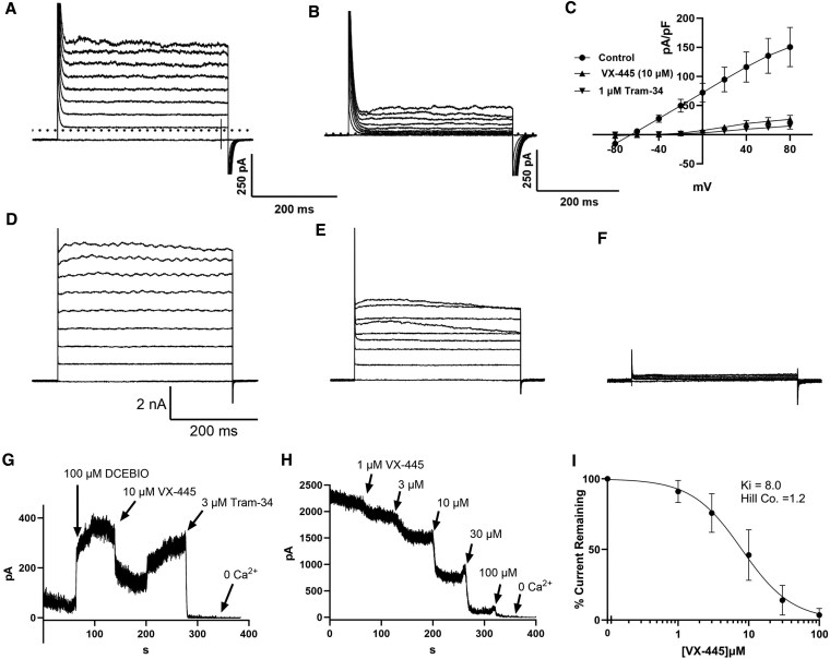 VX-445 (elexacaftor) inhibits chloride secretion across human bronchial epithelial cells by directly blocking KCa3.1 channels.