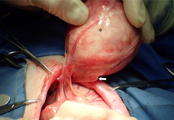 Pathogenesis, Surgical Treatment and Postoperative Outcome of Rabbits (Oryctolagus cuniculus) With Intraabdominal Abscess: 12 Cases (2017-2023).