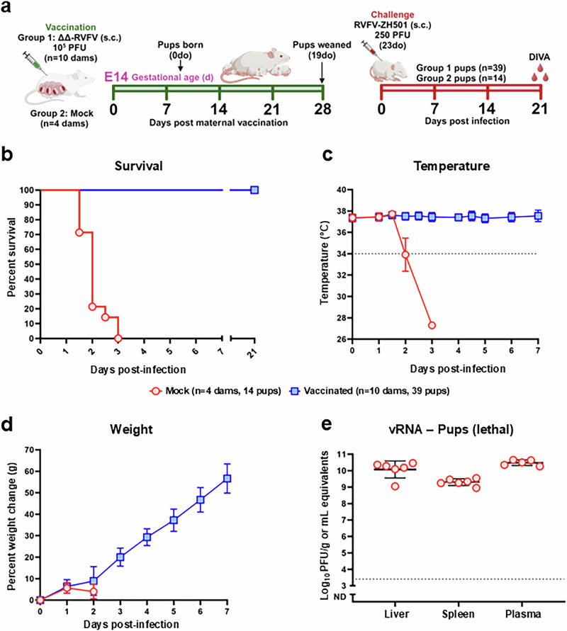 Maternal vaccination with live-attenuated Rift Valley fever virus protects offspring via immune transfer.