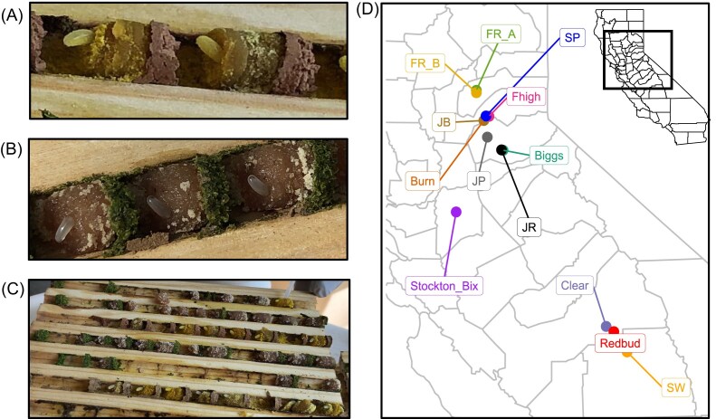 Pollen diet, more than geographic distance, shapes provision microbiome composition in two species of cavity-nesting bees.