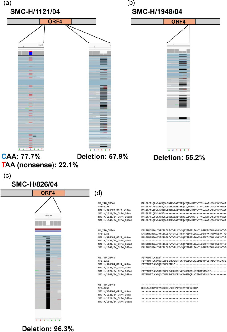 Changes in ORF4 of HCoV-229E under different culture conditions.