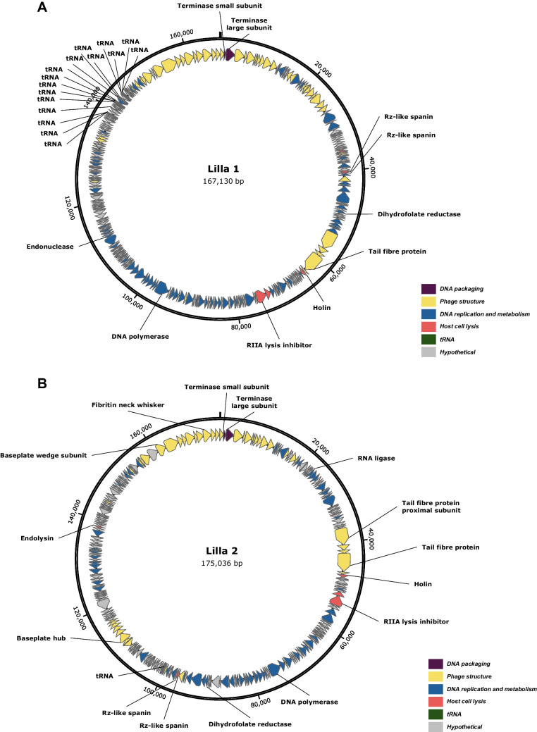 Isolation and characterisation of Klebsiella pneumoniae bacteriophages vB_Kpn_Lilla1 and vB_Kpn_Lilla2