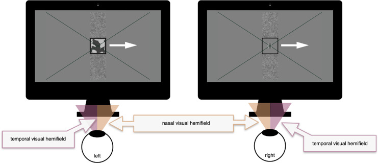 Variations in sensory eye dominance along the horizontal meridian.