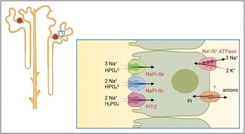 Updates on renal phosphate transport.