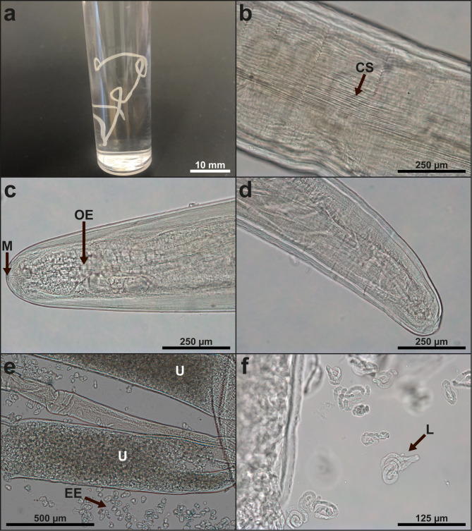 Subcutaneous Dirofilaria repens infection in an imported dog in Denmark.