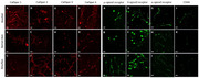 Presence and Location of CatSper 1-4, Opioid (μ, δ and κ) and CD44 Receptors in SPERMATOZOA from AOUDAD, IBERIAN IBEX and Mouflon.