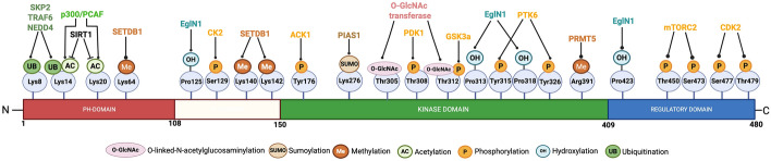 AKT and DUBs: a bidirectional relationship.