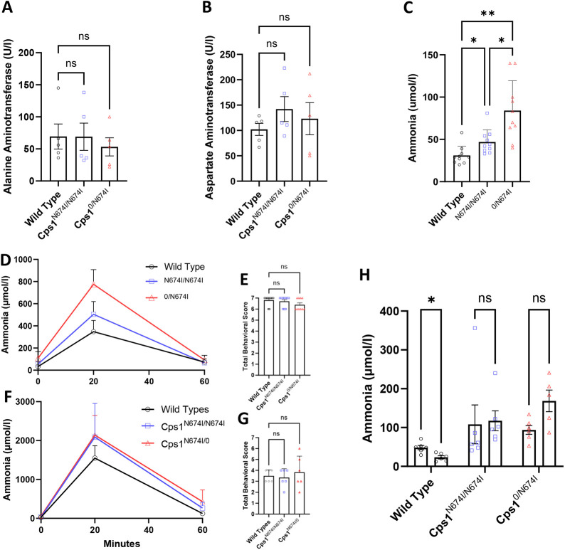 A hypomorphic model of CPS1 deficiency for investigating the effects of hyperammonemia on the developing nervous system.