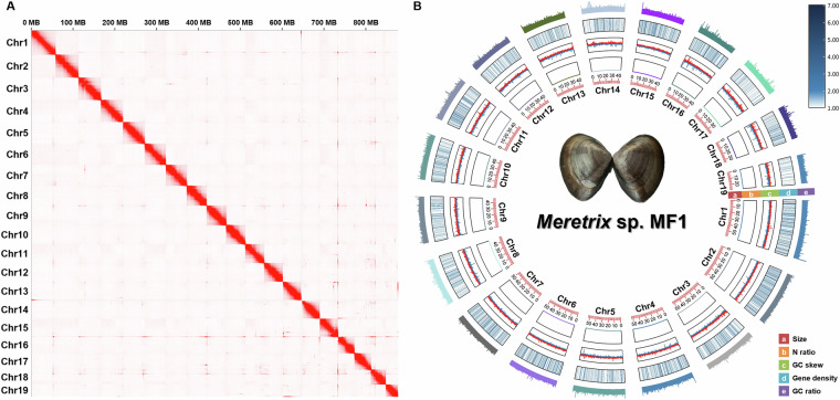 High-quality chromosome-level genome of three Meretrix species using Nanopore and Hi-C technologies.