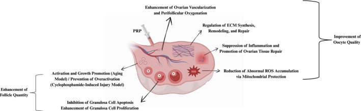 Ovarian Function Restoration Using Autologous Platelet-Rich Plasma.