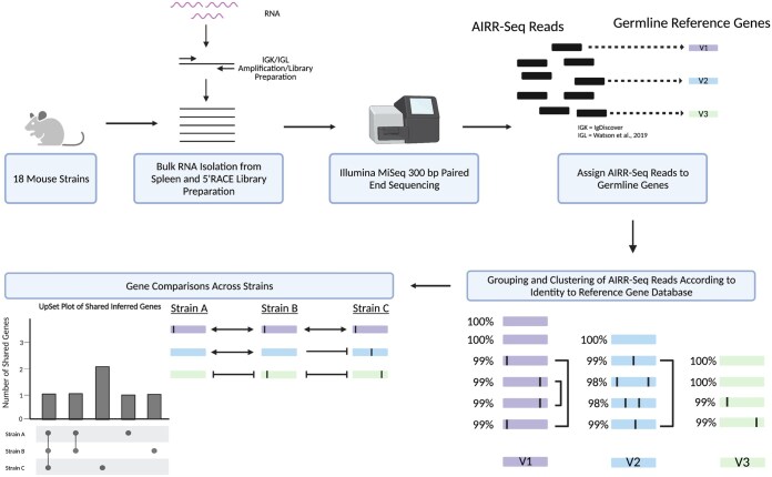 Characterization of extensive diversity in immunoglobulin light chain variable germline genes across biomedically important mouse strains.