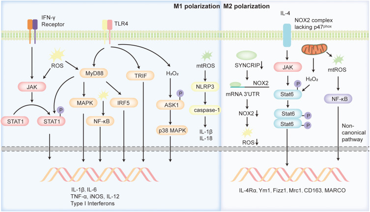 Reactive Oxygen Species in Asthma: Regulators of Macrophage Polarization and Therapeutic Implications: A Narrative Review.