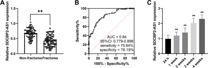 LncRNA SDCBP2-AS1 is a putative biomarker for postmenopausal osteoporosis and promotes osteogenic differentiation of BMSCs by regulating miR-361-3p.