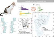 Clinical Epidemiology and Molecular Investigation of Protoparvovirus carnivoran1 Infection in Naturally Infected Domestic Cats in Bangladesh.