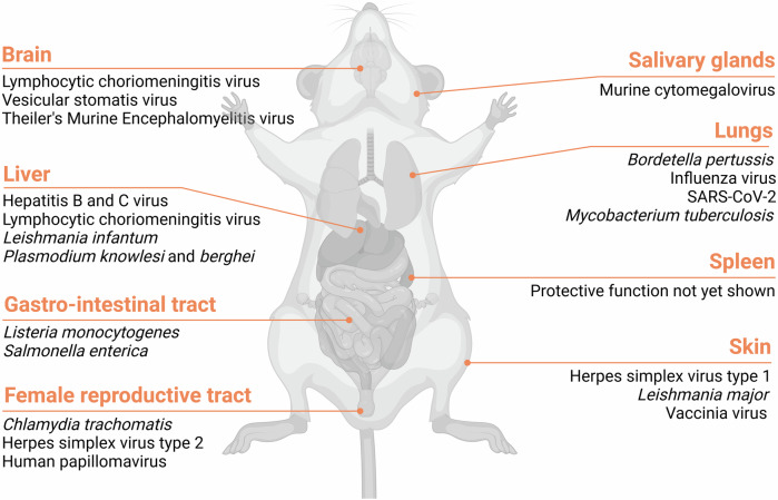 A scoping review on the importance of vaccination strategies targeting skin imprinting for arthropod-borne diseases.