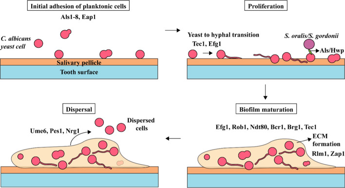 Biofilms and oral health: nanotechnology for biofilm control.
