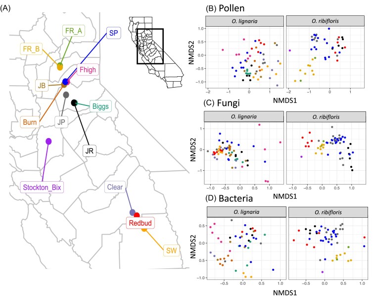 Pollen diet, more than geographic distance, shapes provision microbiome composition in two species of cavity-nesting bees.